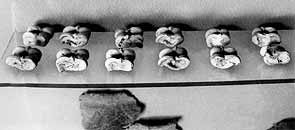  -  .       VIII-.  .  .